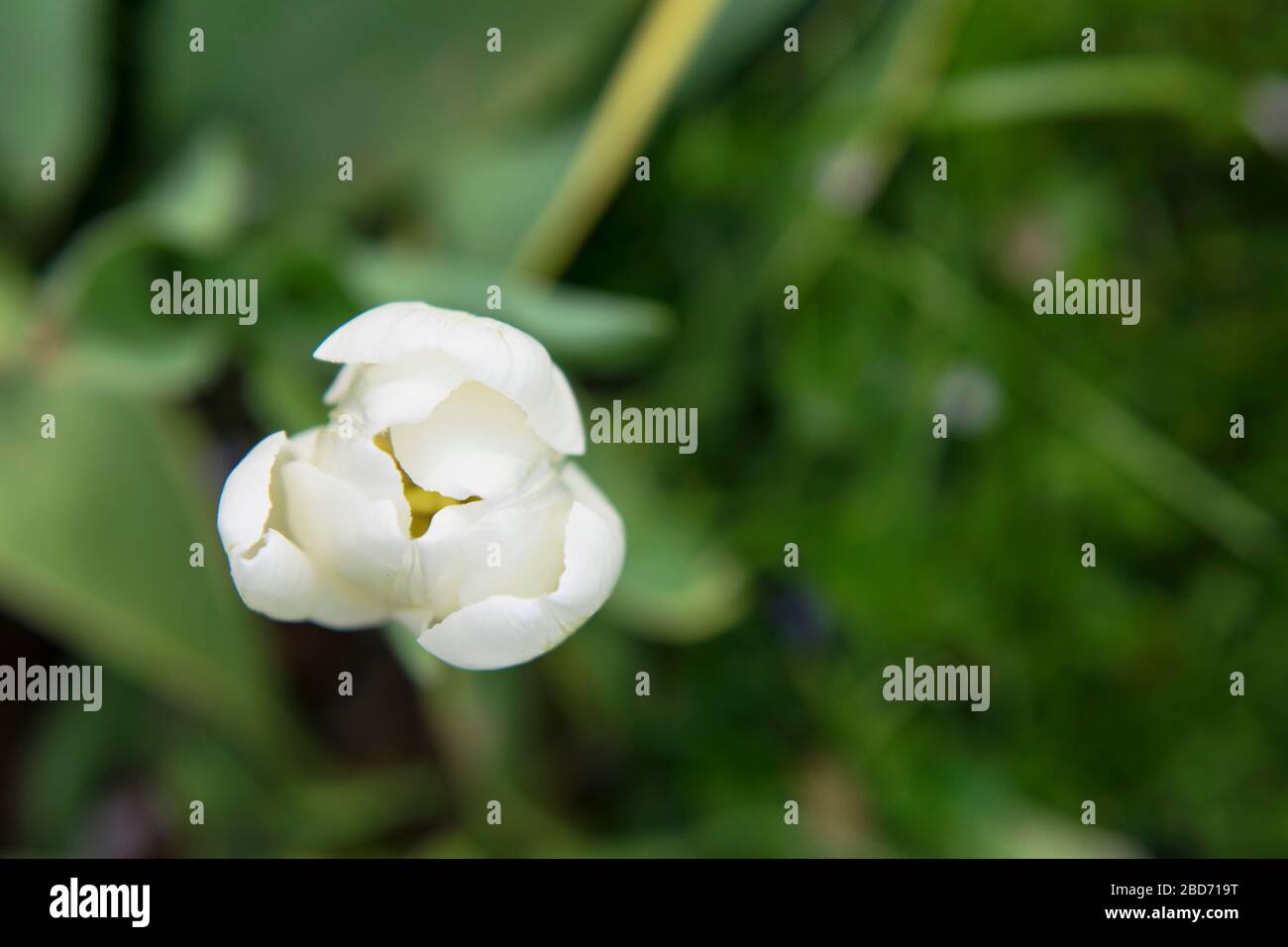 Blick nach unten auf Tulip Opening Up Stockfoto