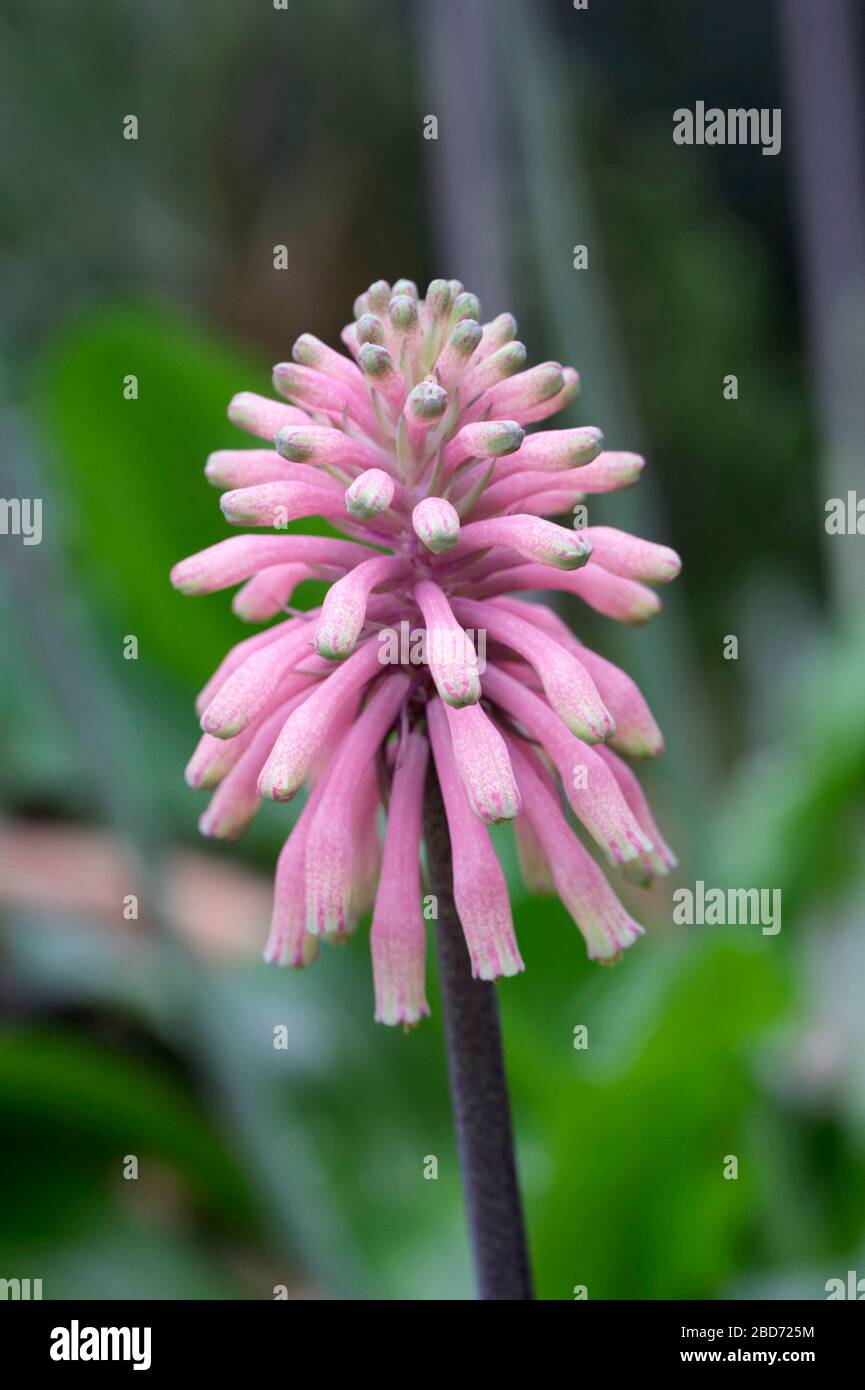 Veltheimia Bracteata Blumen wachsen in einer geschützten Umgebung. Stockfoto