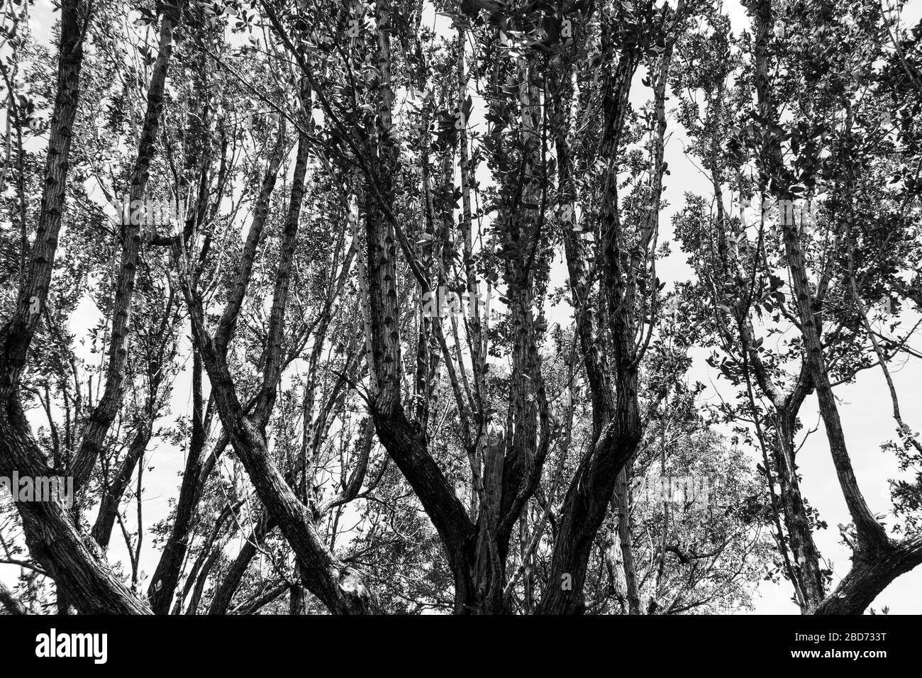 Baum verzweigt sich gegen Himmel, abstrakt, schwarz-weiß - Hollywood, Florida, USA Stockfoto