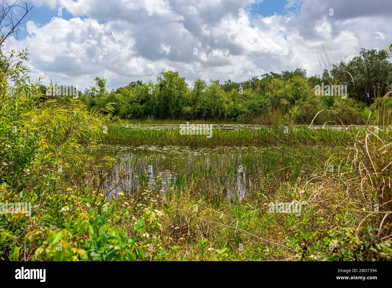 Feuchtgebiete in Long Key Natural Area, Davie, Florida, USA Stockfoto