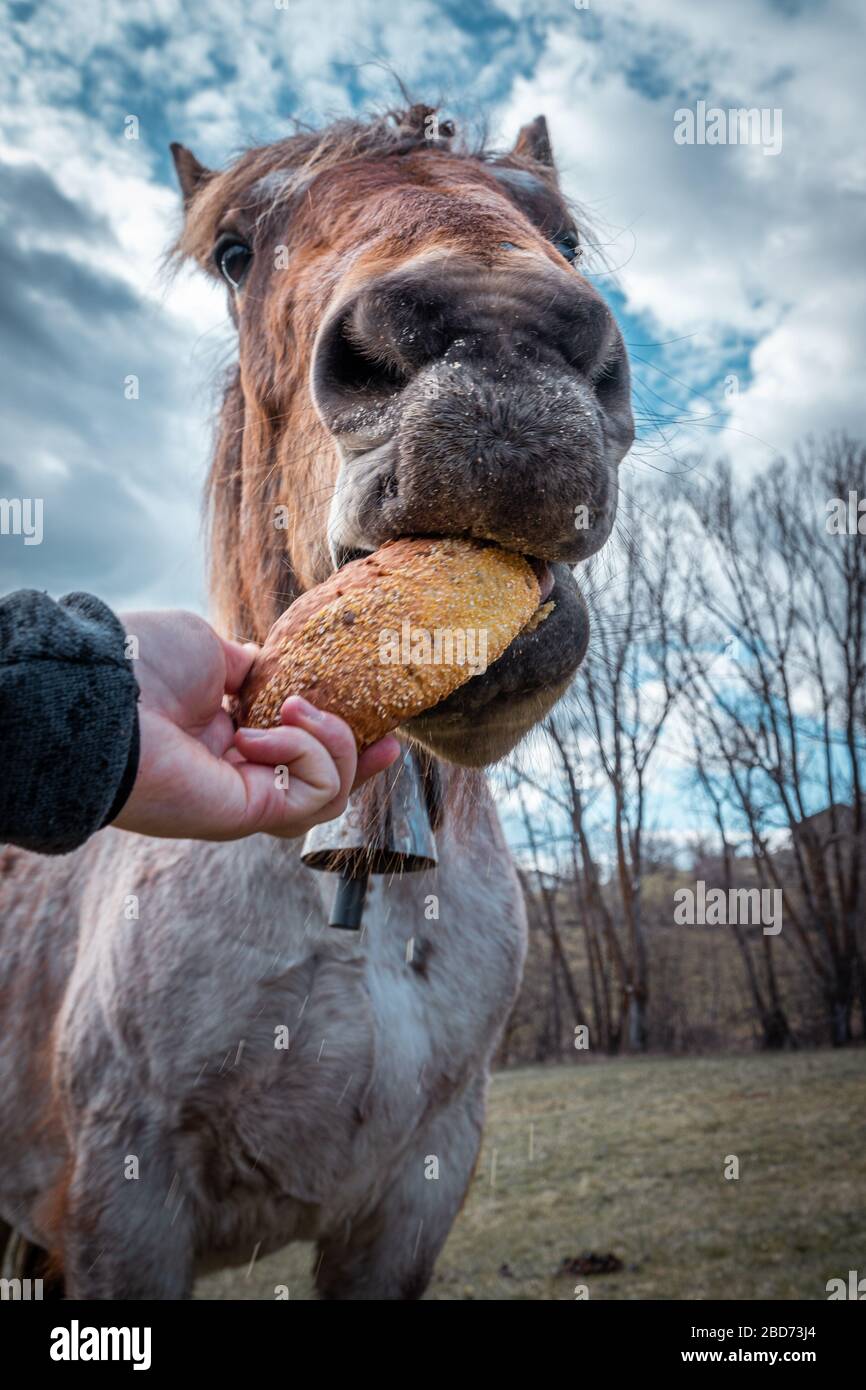 Lustige braune Pferd essen Brot in den pyrenäen orientales, Frankreich Stockfoto