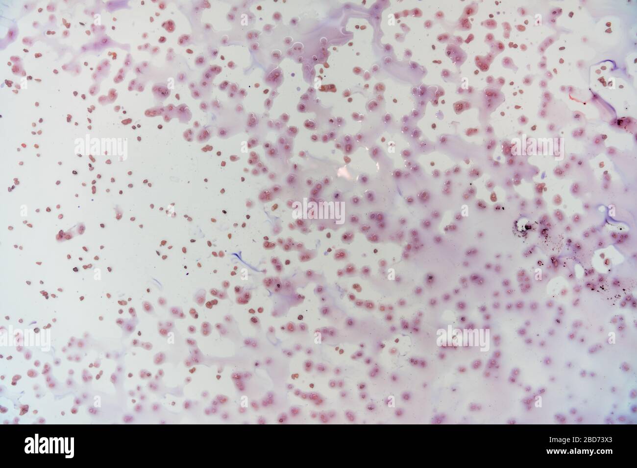 Blaue Flecken aus dem Farbstoff in der weißen Wanne lösen sich in Wasser Stockfoto