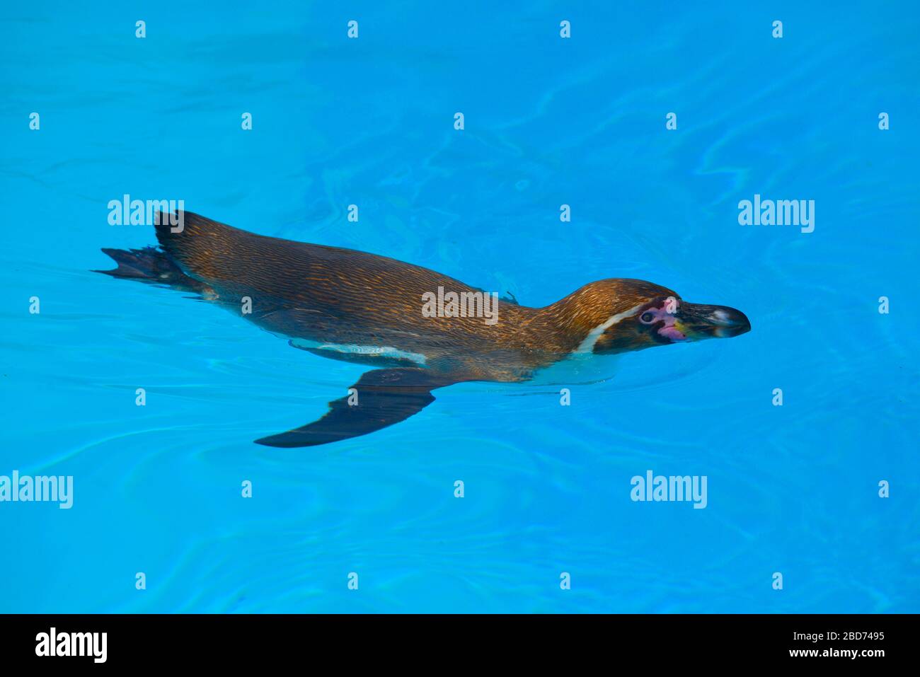 Der Humboldti-Pinguin (Spheniscus humboldti) schwimmt von oben gesehen auf blauem Wasser Stockfoto