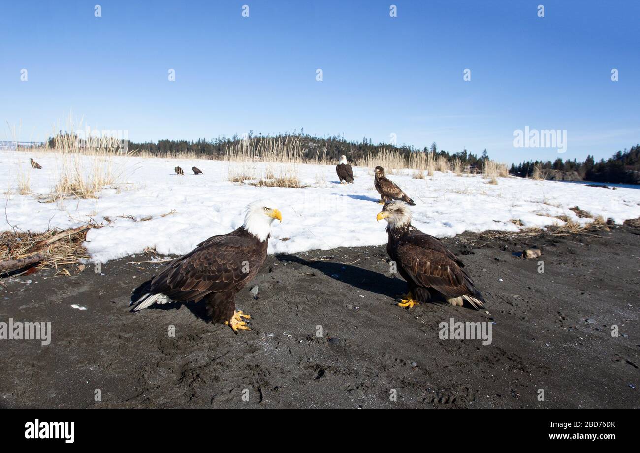 Glatze Eagle Erwachsene und fast Erwachsene auf dem Boden, die einander gegenüberliegen Stockfoto