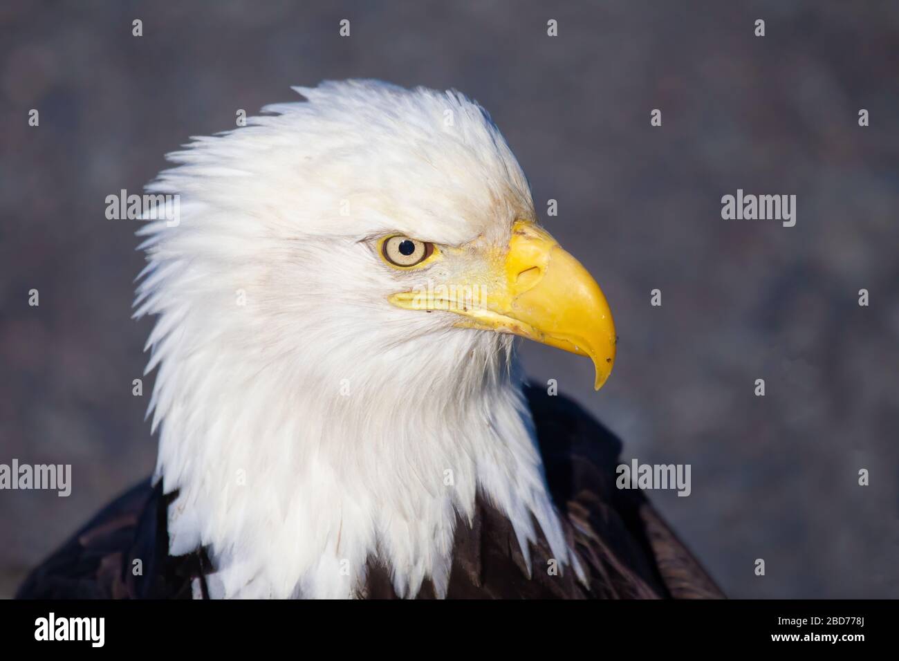 Glatt-Adler-Profilporträt für Erwachsene mit vollem Rahmen Stockfoto