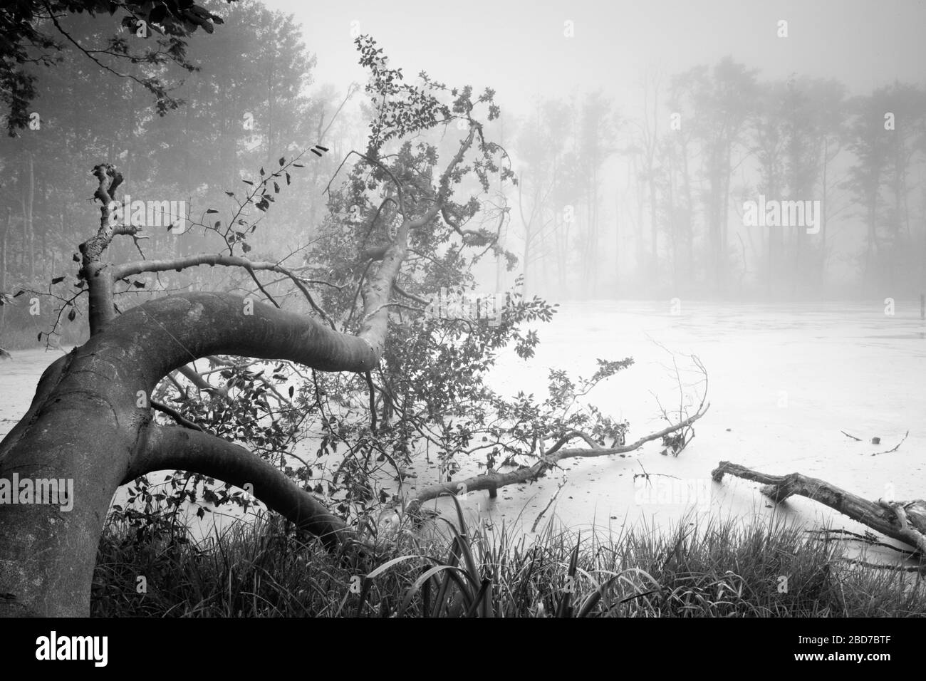Sumpf See im Nationalpark Jasmund mit Nebel, unberührter Natur, Baumstamm im Wasser, Insel Rügen, Mecklenburg-Vorpommern Stockfoto