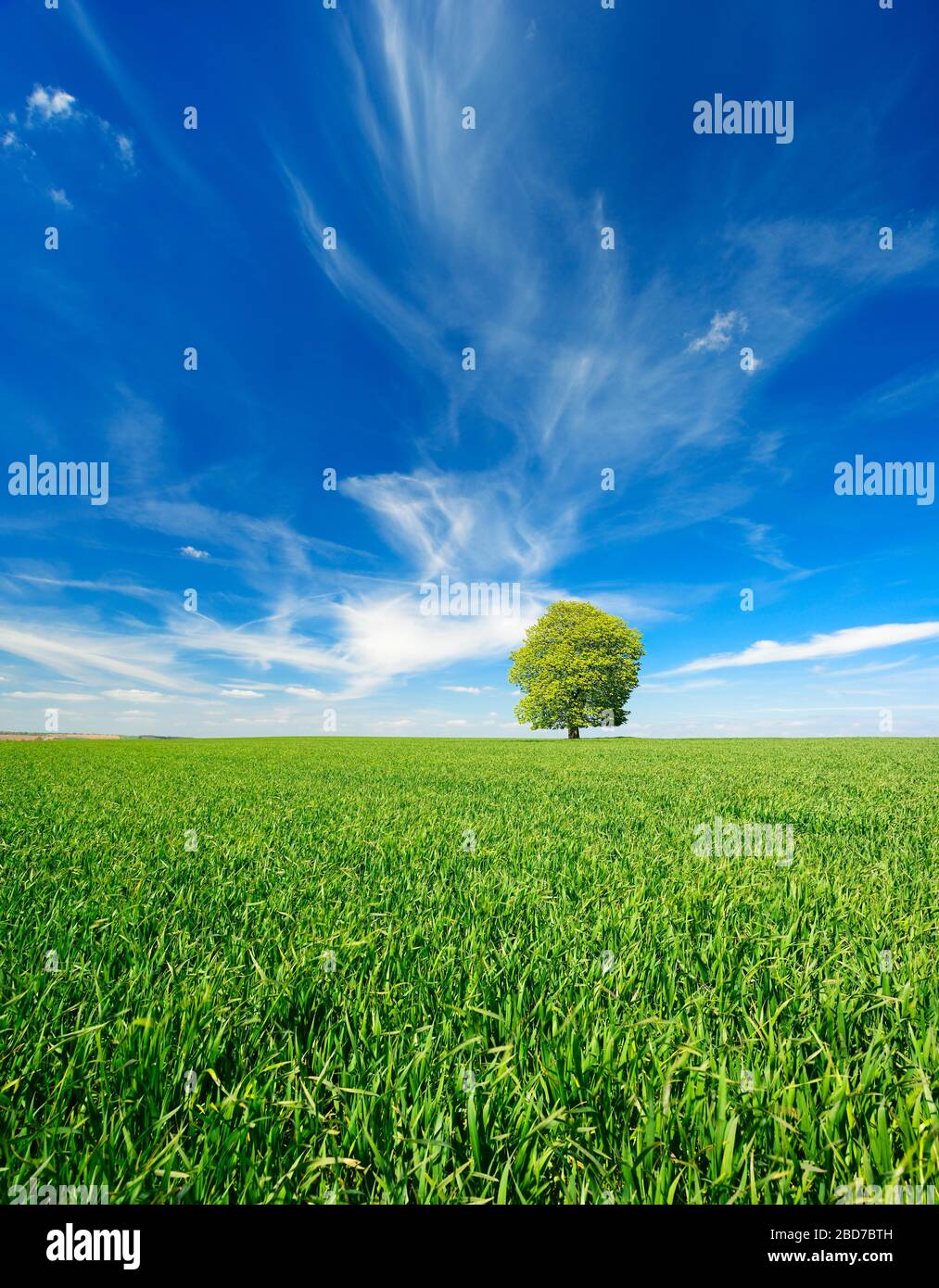 Große einsame Rosskastanie (Aesculus) auf Grünfeld, blauer Himmel mit cumuluswolken, Burgenlandkreis, Sachsen-Anhalt, Deutschland Stockfoto