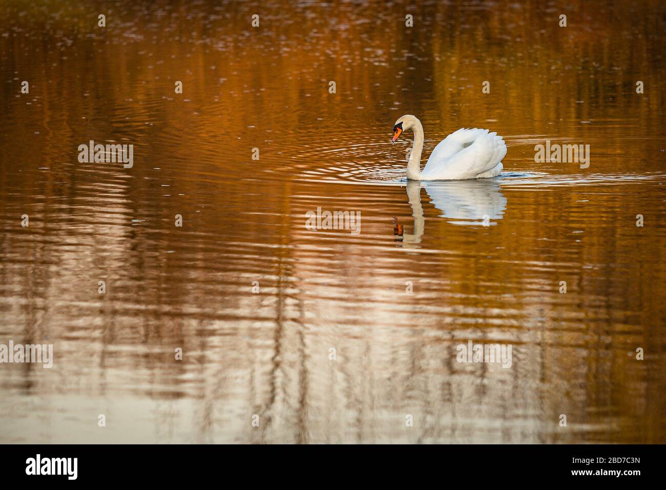 Ruhige Landschaft mit einem weißen stummen Schwan, der an einem Frühlingsabend in einem See mit warmorangefarbenen Farben schwimmt. Spiegelung des Vogels im Wasser. Stockfoto