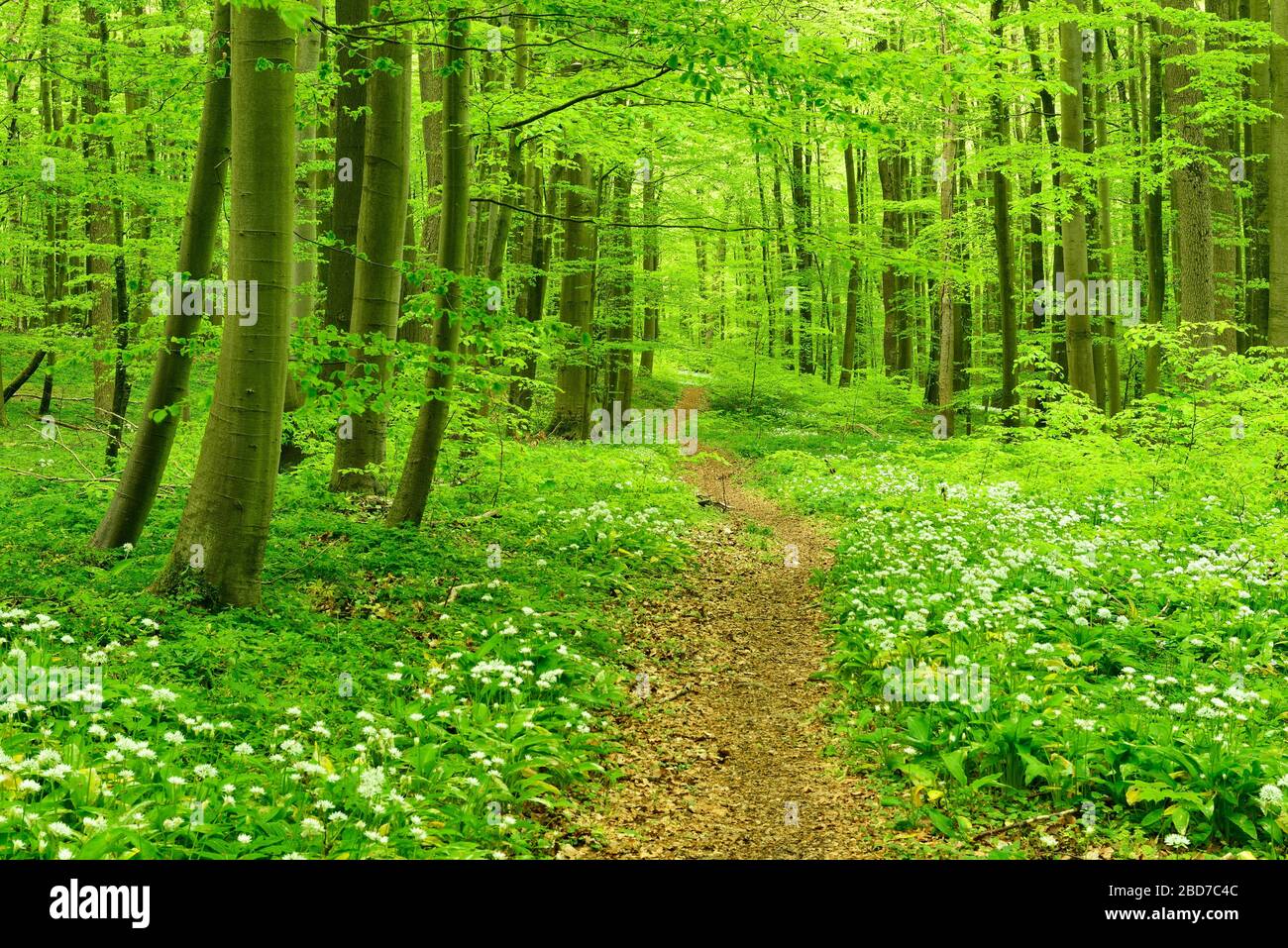 Wanderweg durch halbnatürlichen Buchenwald, blühenden WildKnoblauch, UNESCO-Welterbe Jungbuchenwälder in den Karpaten und Alt Stockfoto