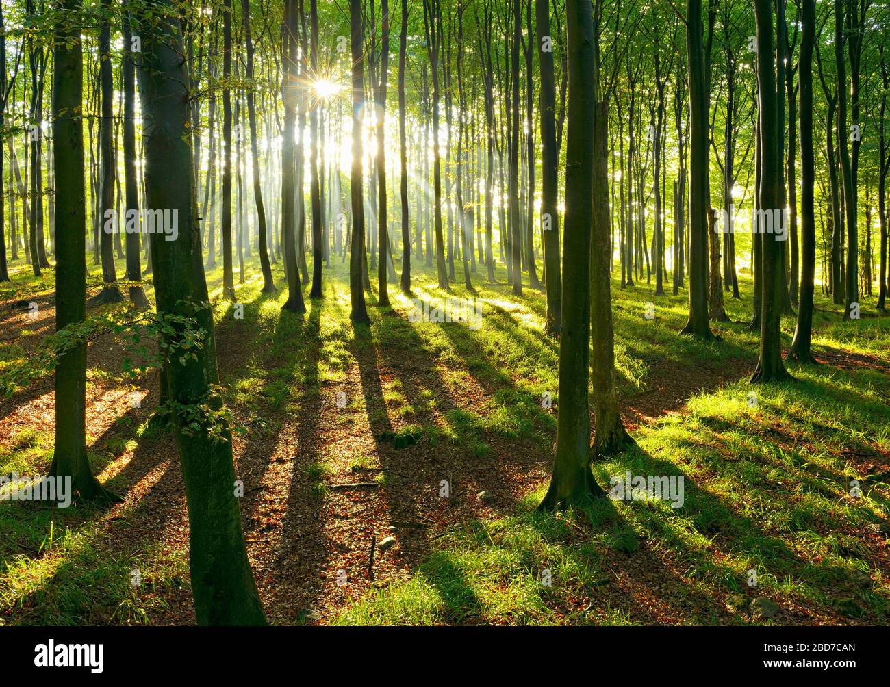 Sonniger Naturbuchenwald, Sonne scheint durch Dunst nach Regenschauer, Stubitz, Nationalpark Jasmund, UNESCO-Weltkulturerbe alte Beechwälder Stockfoto Sonniger Naturbuchenwald, Sonne scheint durch Dunst nach Regenschauer, Stubitz, Nationalpark Jasmund, UNESCO-Weltkulturerbe alte Beechwälder Stockfoto