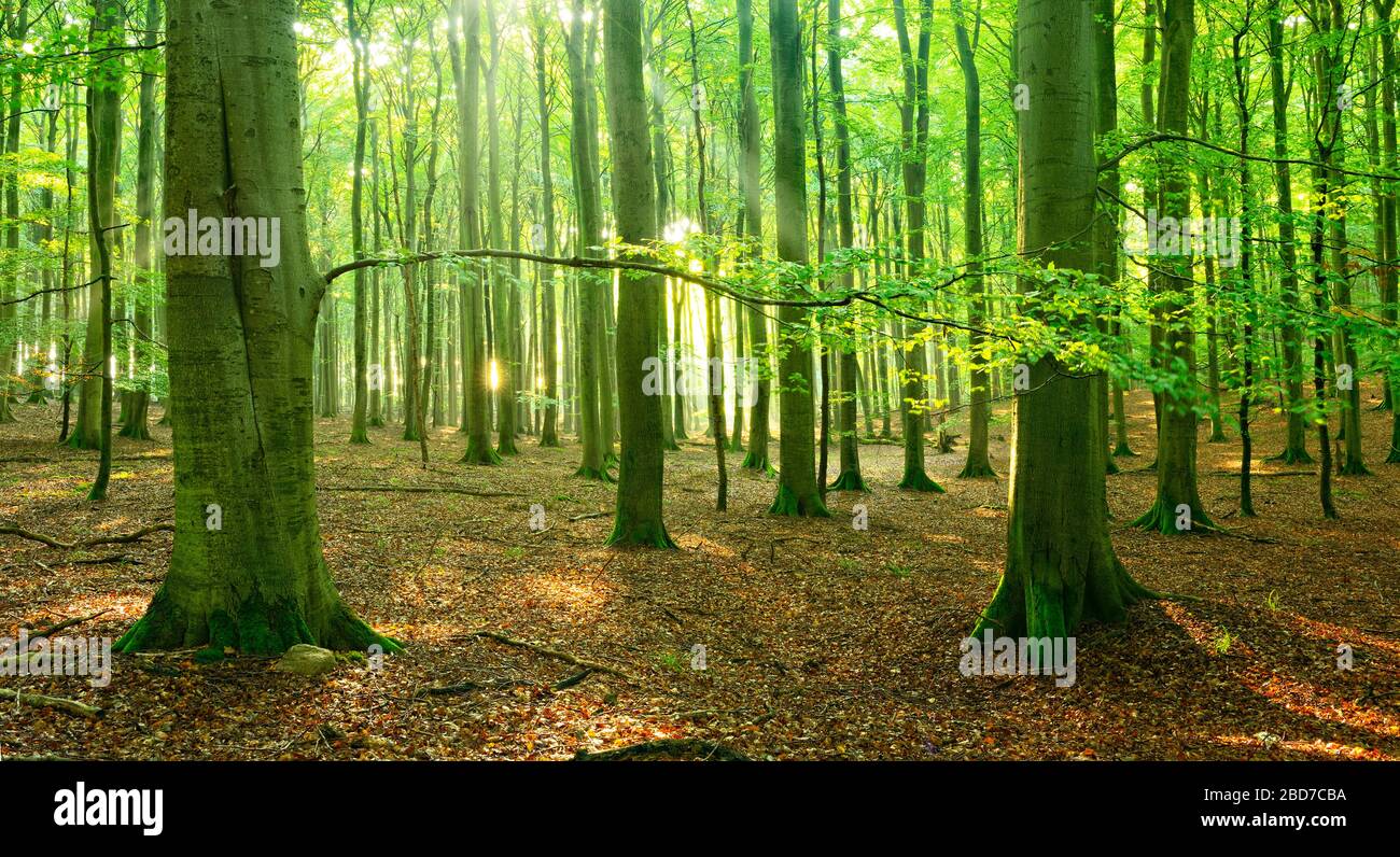 Sonnige Halle wie natürlicher Buchenwald, Sonne scheint durch Nebel, Stubitz, Nationalpark Jasmund, UNESCO-Welterbe alte Beechwälder, Insel von Stockfoto