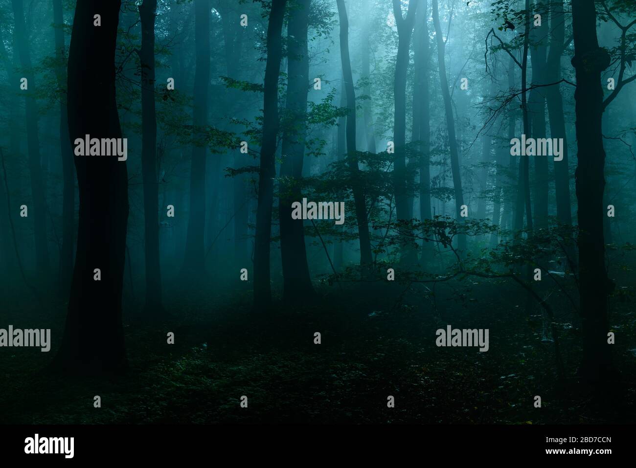 Bosque Oscuro Fotos Und Bildmaterial In Hoher Aufl sung Alamy bosque-oscuro-fotos-und-bildmaterial-in-hoher-aufl-sung-alamy
