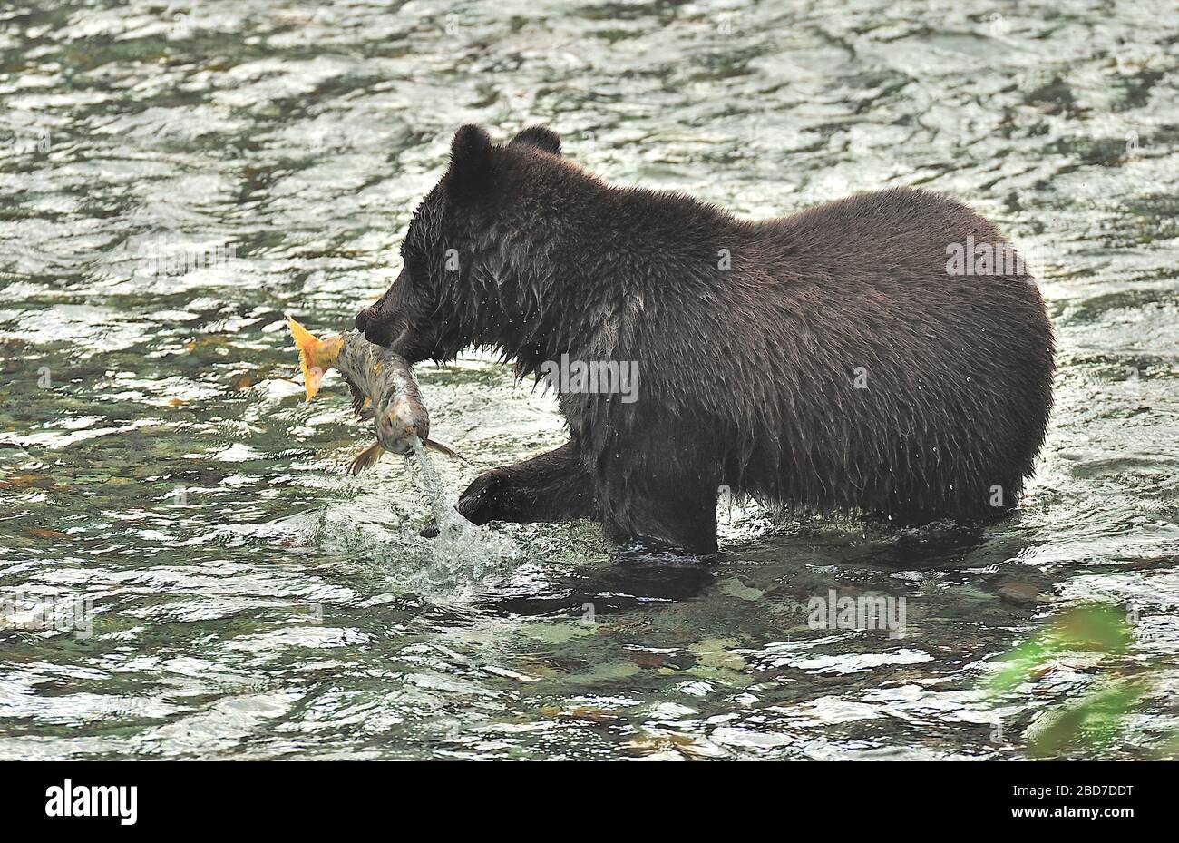 Ein Grizzly-Bär ' Ursus arctos', der einen Laichchum-Lachs in Fish Creek nahe Hyder Alaska fängt Stockfoto