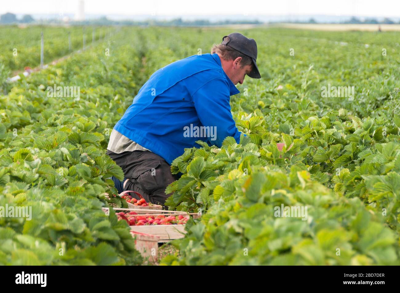 Erdbeerernte, Erdbeerfeld, Arbeiter pflücken Erdbeeren, Oberösterreich Stockfoto