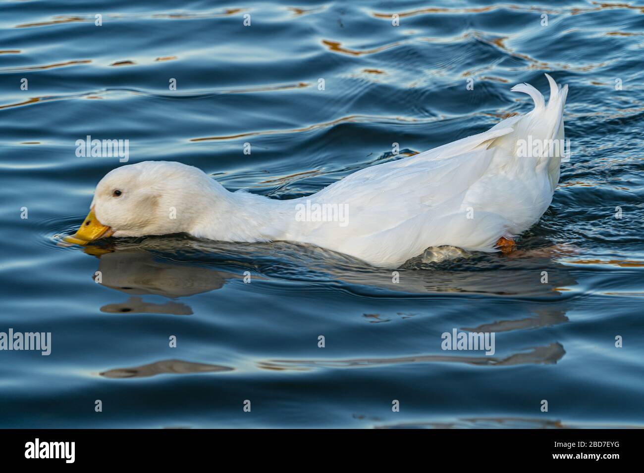 Pekin Enten Stockfotos und -bilder Kaufen - Alamy