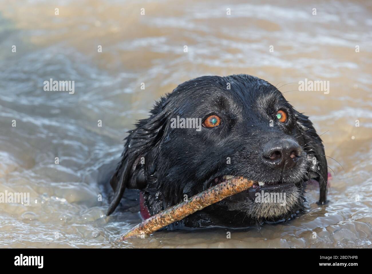 Nahaufnahme eines schwarzen Labradors, der mit einem Stock im Mund im Wasser schwimmt Stockfoto