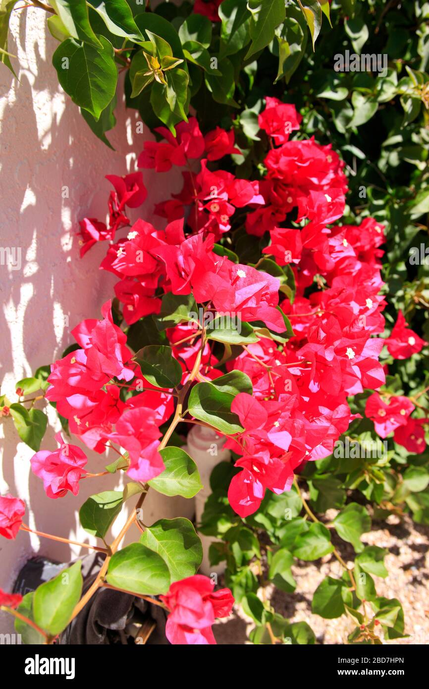 Bougainvillea wird auch Santa Ponsa genannt, die dornige Zierpflanze, die in Südamerika beheimatet ist. Stockfoto