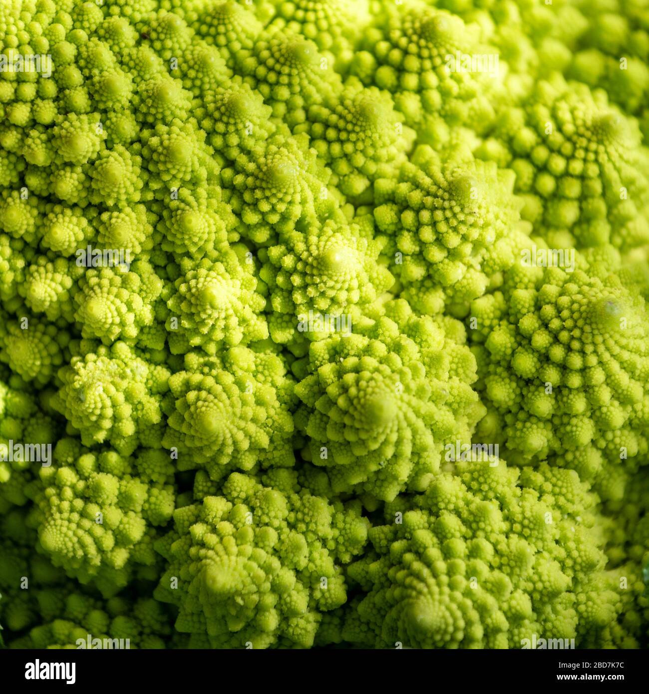 Romanesco Brokkoli oder römischer Blumenkohl mit seiner fraktalen Form Stockfoto
