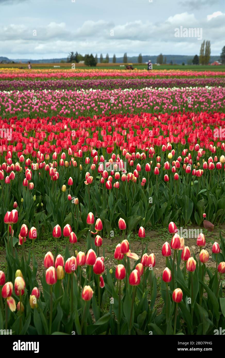 Skagit Valley Tulip Festival USA . Ein Tulpenfeld im Skagit Valley, Washington State. Stockfoto