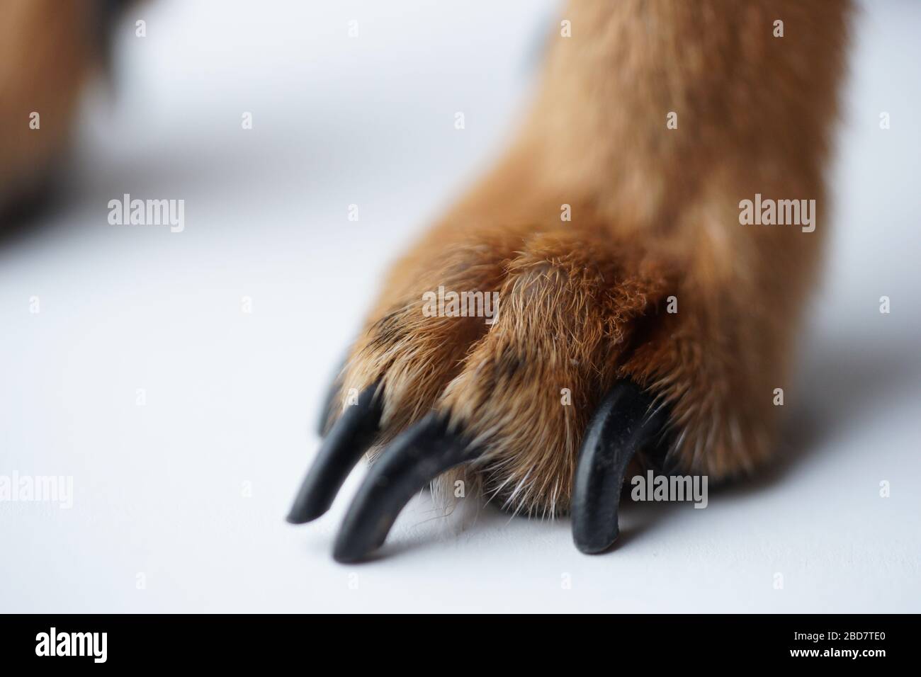Pfoten mit langen Krallen eines kleinen Hundes auf weißem Hintergrund Nahaufnahme, Makrofoto. Stockfoto