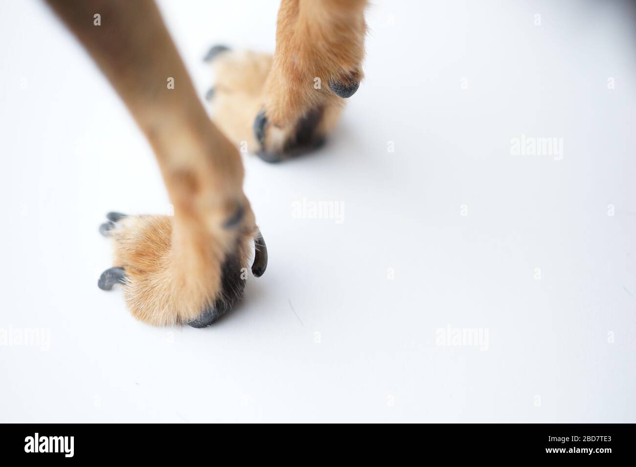 Pfoten mit langen Krallen eines kleinen Hundes auf weißem Hintergrund Nahaufnahme, Makrofoto. Stockfoto