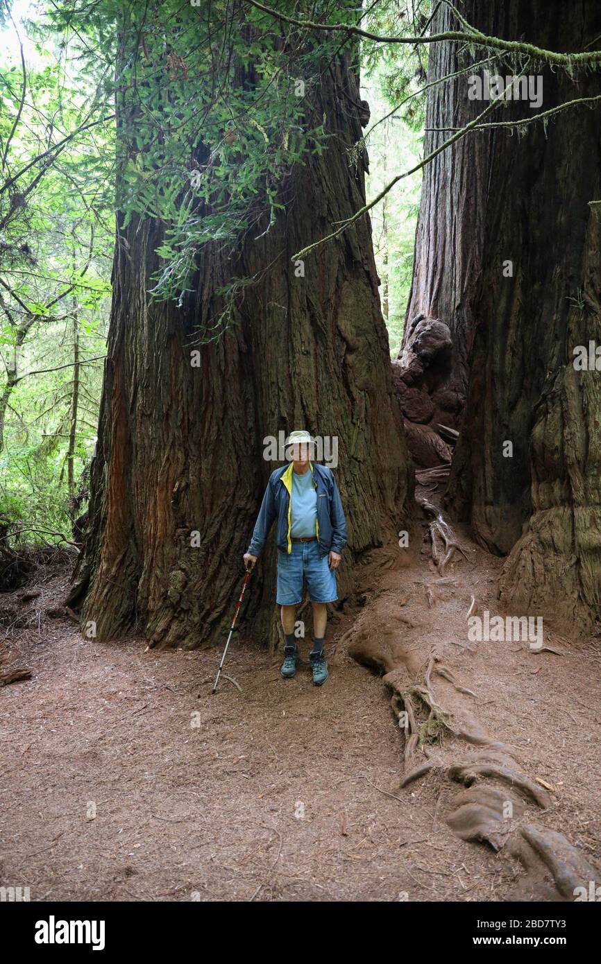 Eine Wanderung steht vor zwei Riesenredwoods im Big Tree Wayside, Orick, CA Stockfoto