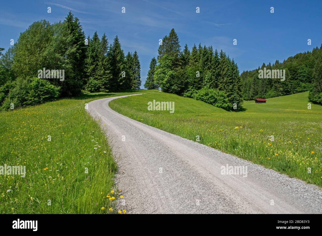 Schotterstraße durch eine Wiese im Frühjahr im Estergebirge, Deutschland, Bayern, Region Estergebirge, Geroldsee Stockfoto