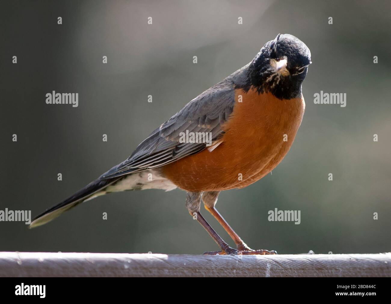 Robin Red Stockfoto