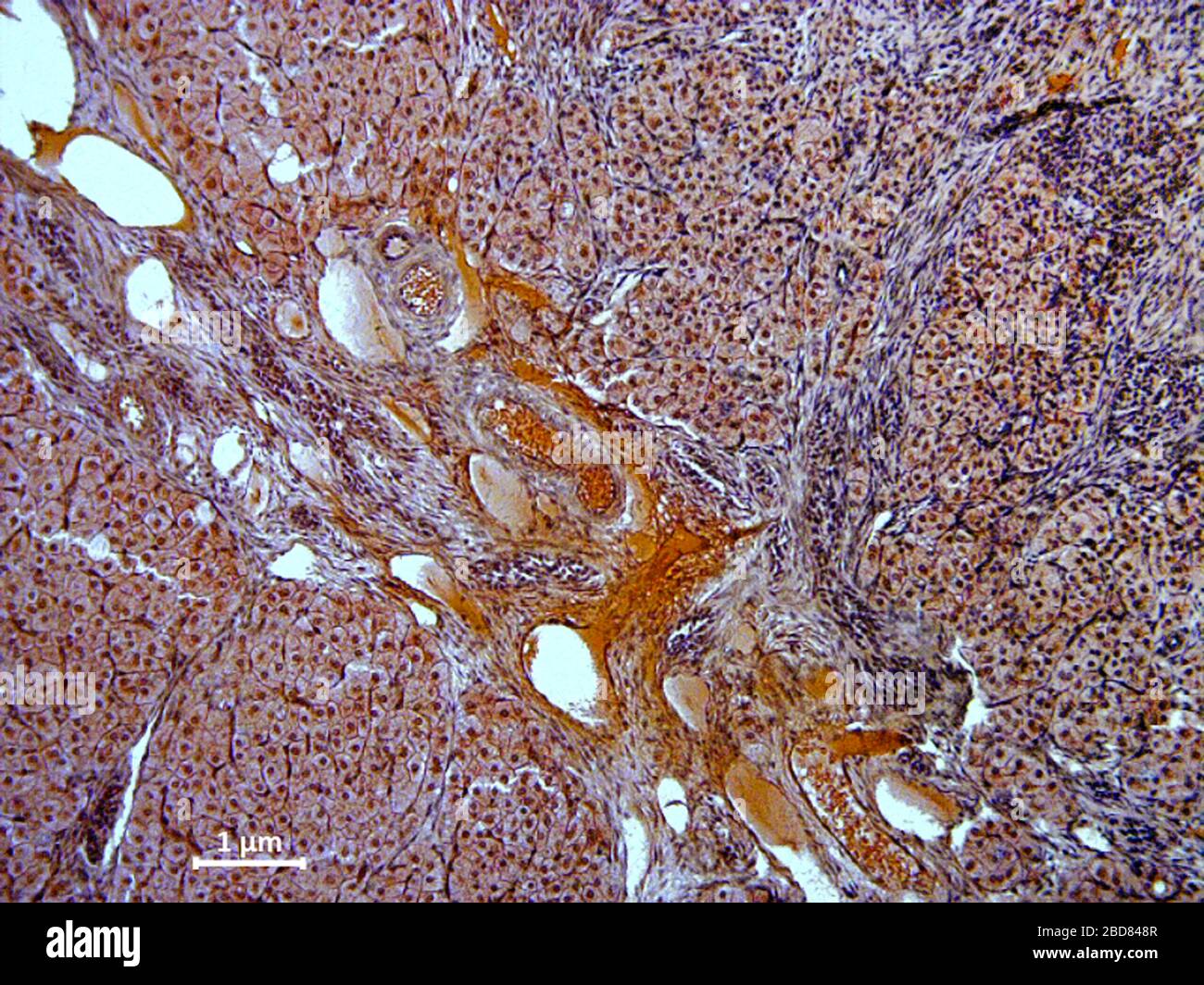 Hauskatze, Hauskatze (Felis silvestris f. catus), histologischer Gewebeschnitt des Eierstocks, 500-fach Stockfoto