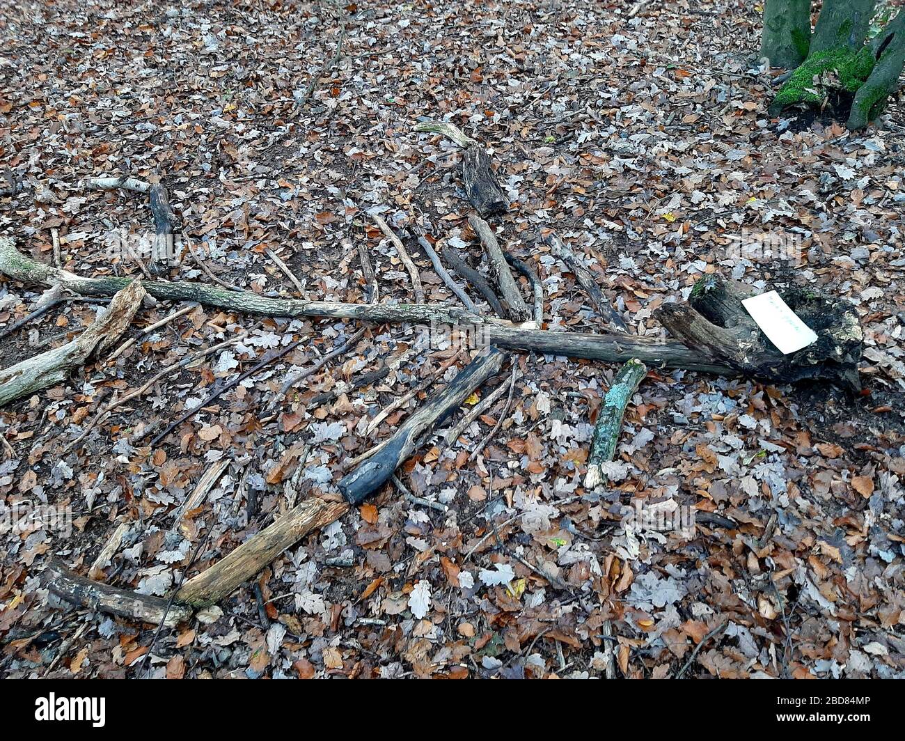 Land Art: Präsentation von Krypto-Tieren mit natürlichen Materialien in einem Wald, Deutschland Stockfoto