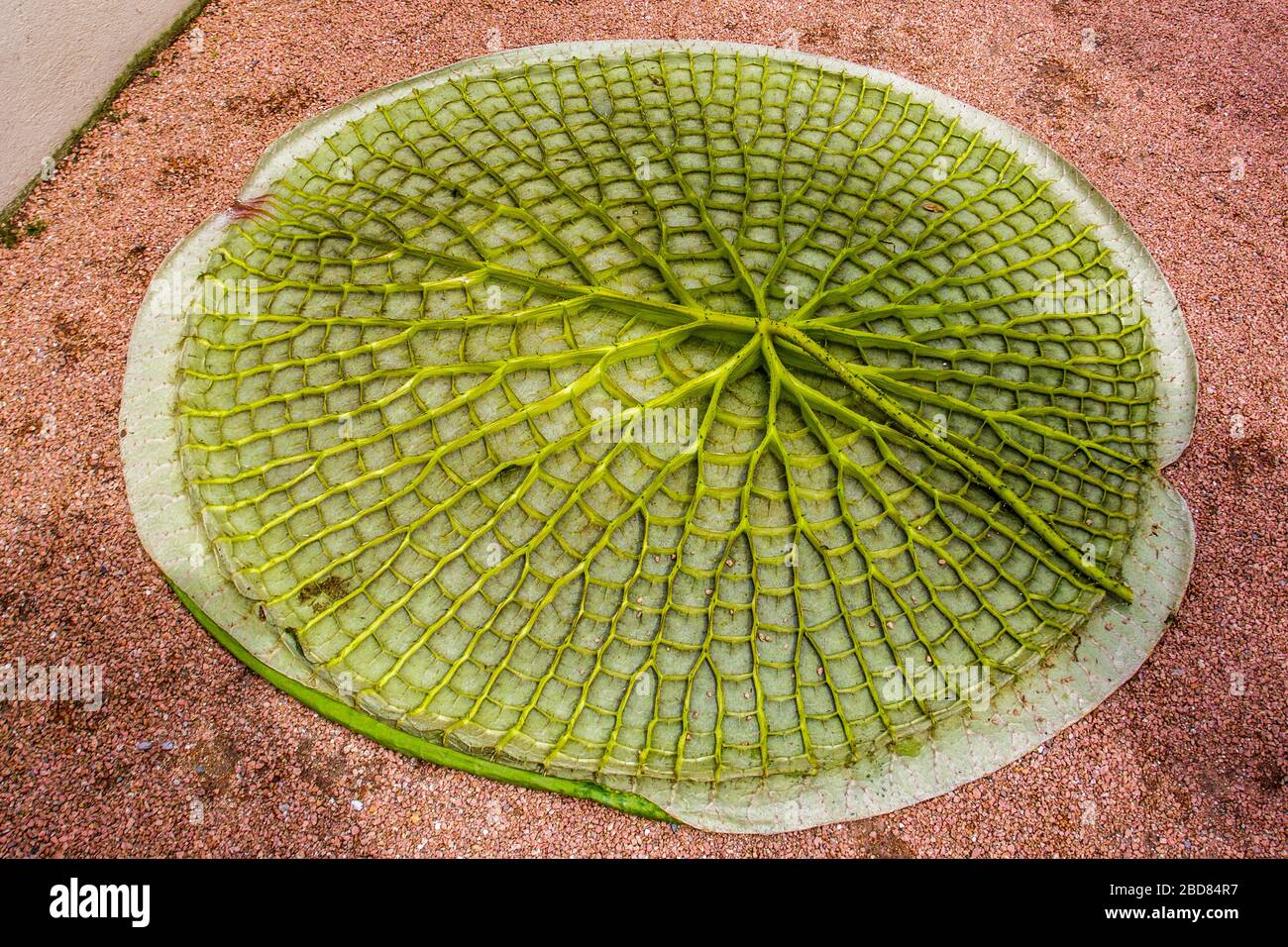 Santa Cruz Water Lily (Victoria Cruziana), im tropischen Haus eines Botanischen Gartens, Unterseite eines Blattes Stockfoto