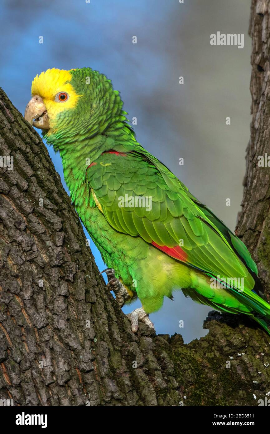 Gelbkopf-amazonas, Gelbkopf-Papagei, Doppelkopf-amazonas (Amazona oratrix),  Barsche auf einem Baum, Deutschland, Baden-Württemberg, Stuttgart,  Rosensteinpark Stockfotografie - Alamy