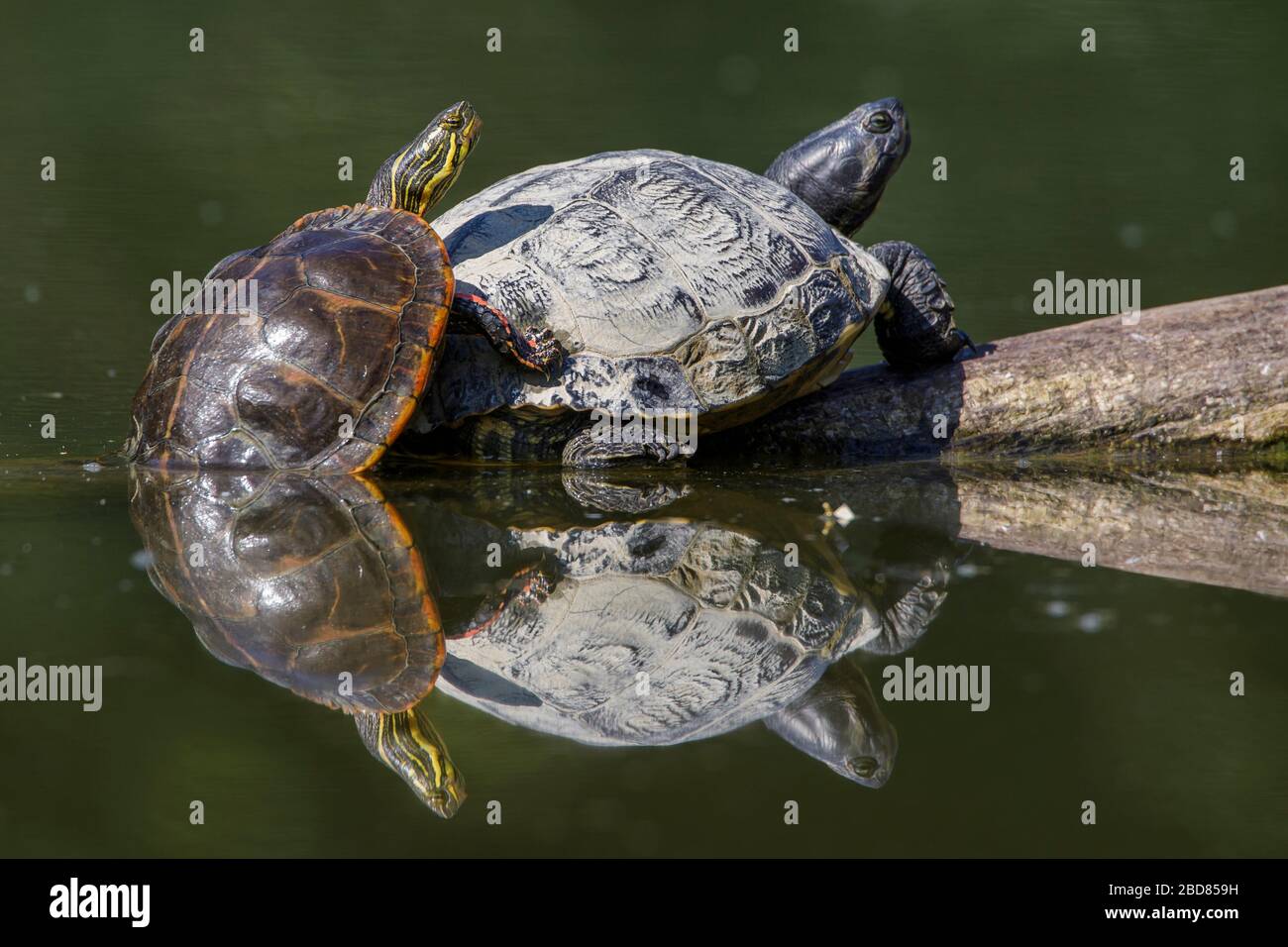 Slider, gewöhnlicher Slider, Teichschieber, Gelbbauchschildkröte (Trachemys scripta scripta, Pseudemys scripta scripta, Chrysemys scripta scripta), zwei Sliders Sonnenbaden, Deutschland Stockfoto