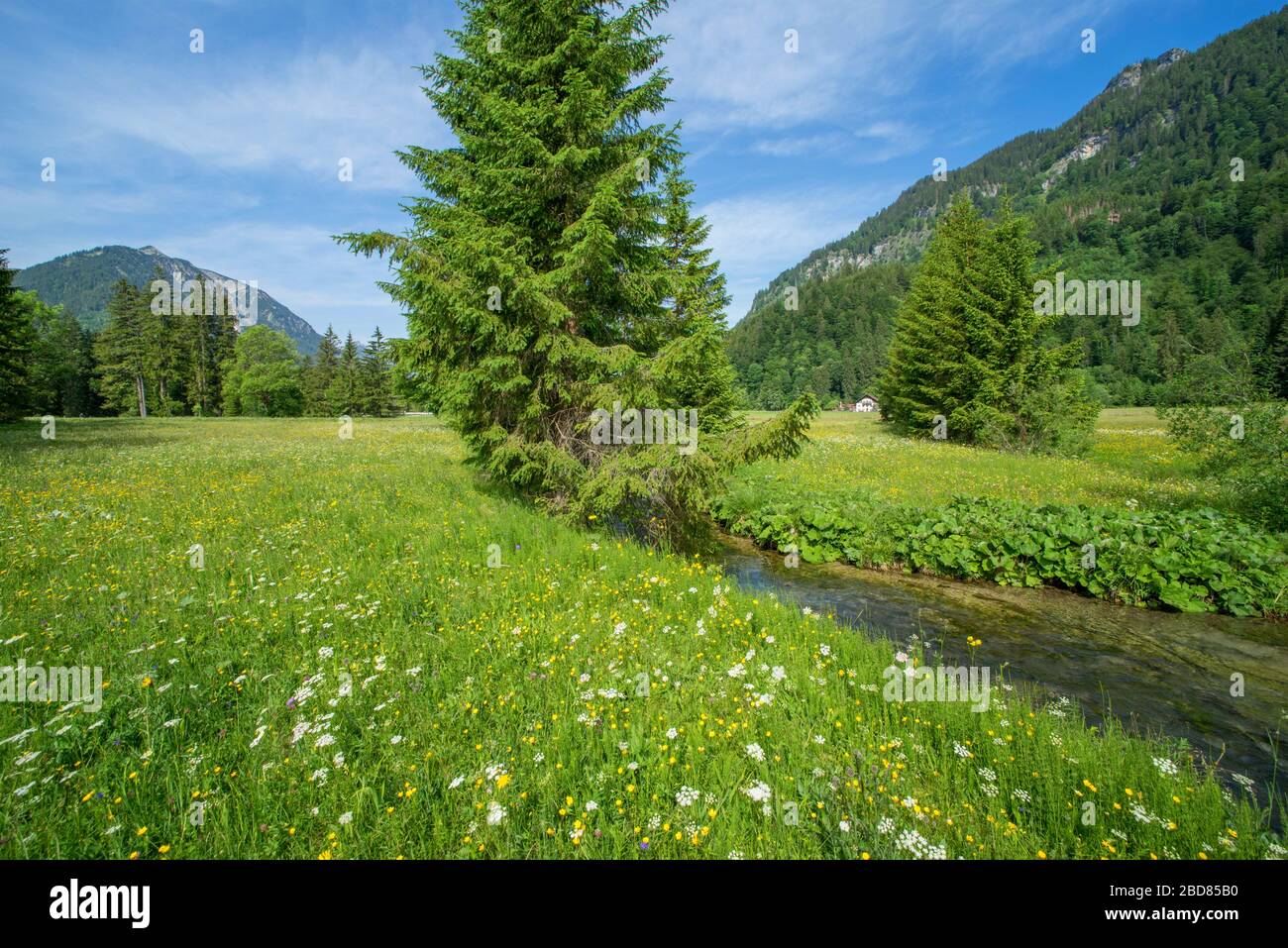 Blumenwiese und Fluss in den Ammergauer Alpen, Deutschland, Bayern, Ammergauer Alpen Stockfoto