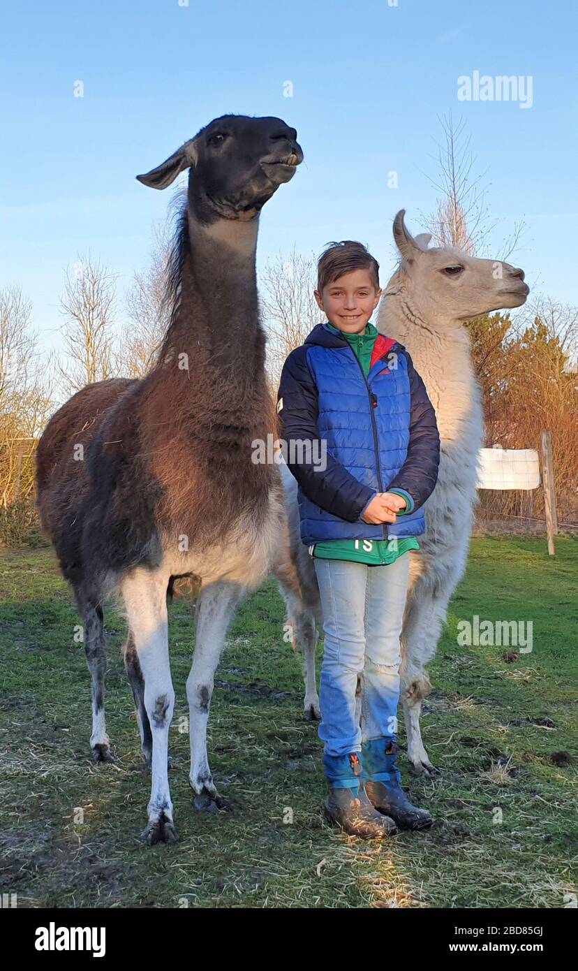 Lama (Lama-Glama), Junge steht lächelnd zwischen zwei Lamas, Deutschland Stockfoto