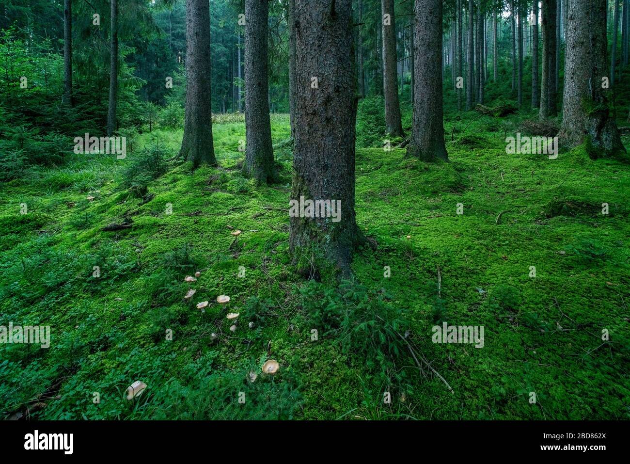 Rotfichte (Picea rubens), naturnaher Fichtenwald mit moosbedecktem Waldboden und Champignons, Deutschland, Bayern, Ammergauer Alpen Stockfoto