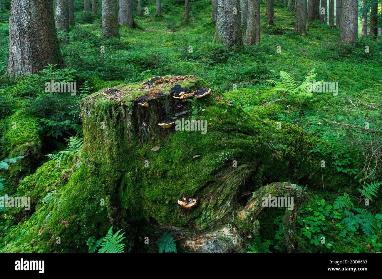 Rotfichte (Picea rubens), naturbelassener Fichtenwald mit moosbedecktem Waldboden und Baumschnack, Deutschland, Bayern, Ammergauer Alpen Stockfoto