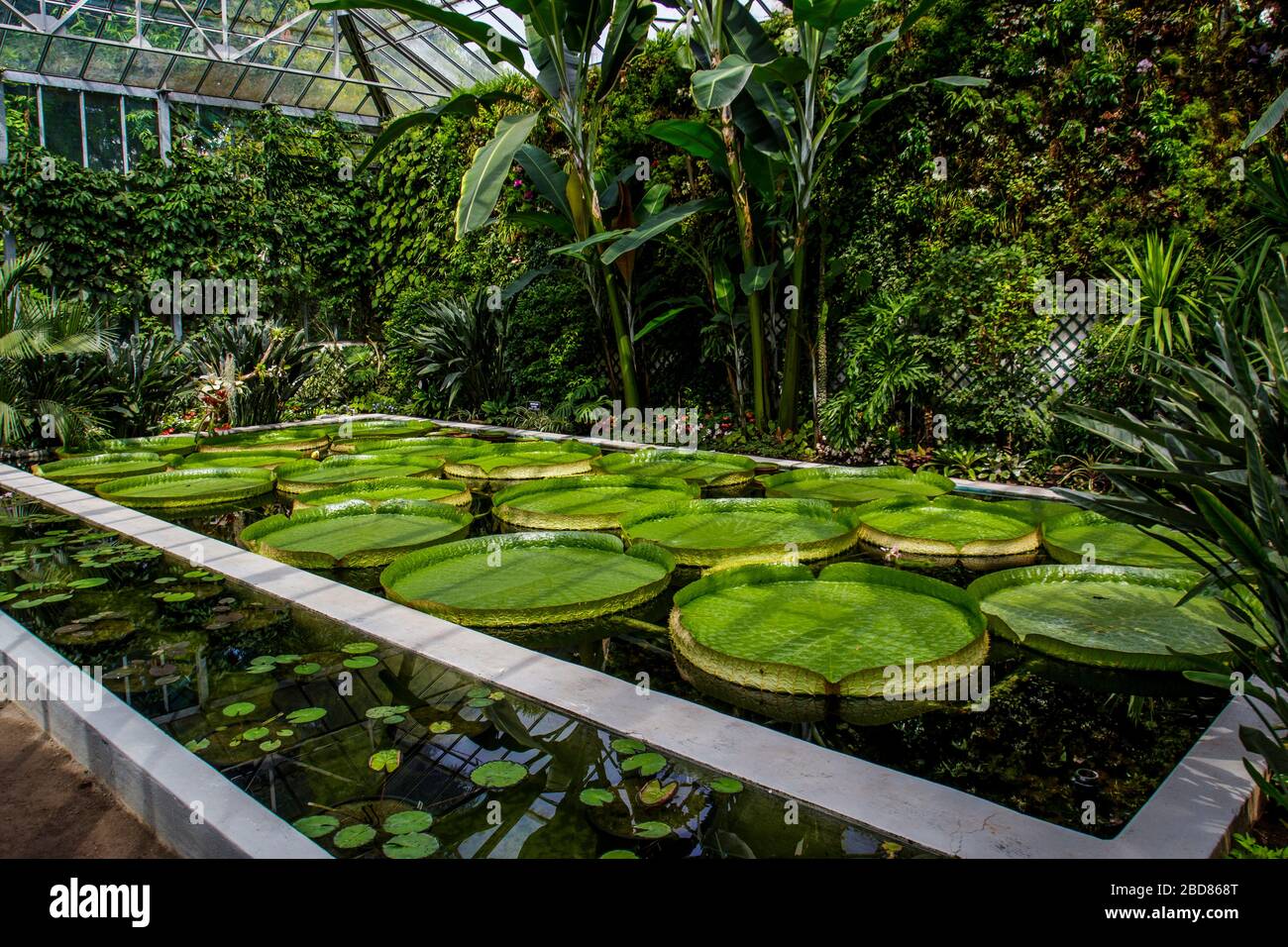 Santa Cruz Water Lily (Victoria Cruziana), im tropischen Haus eines Botanischen Gartens Stockfoto