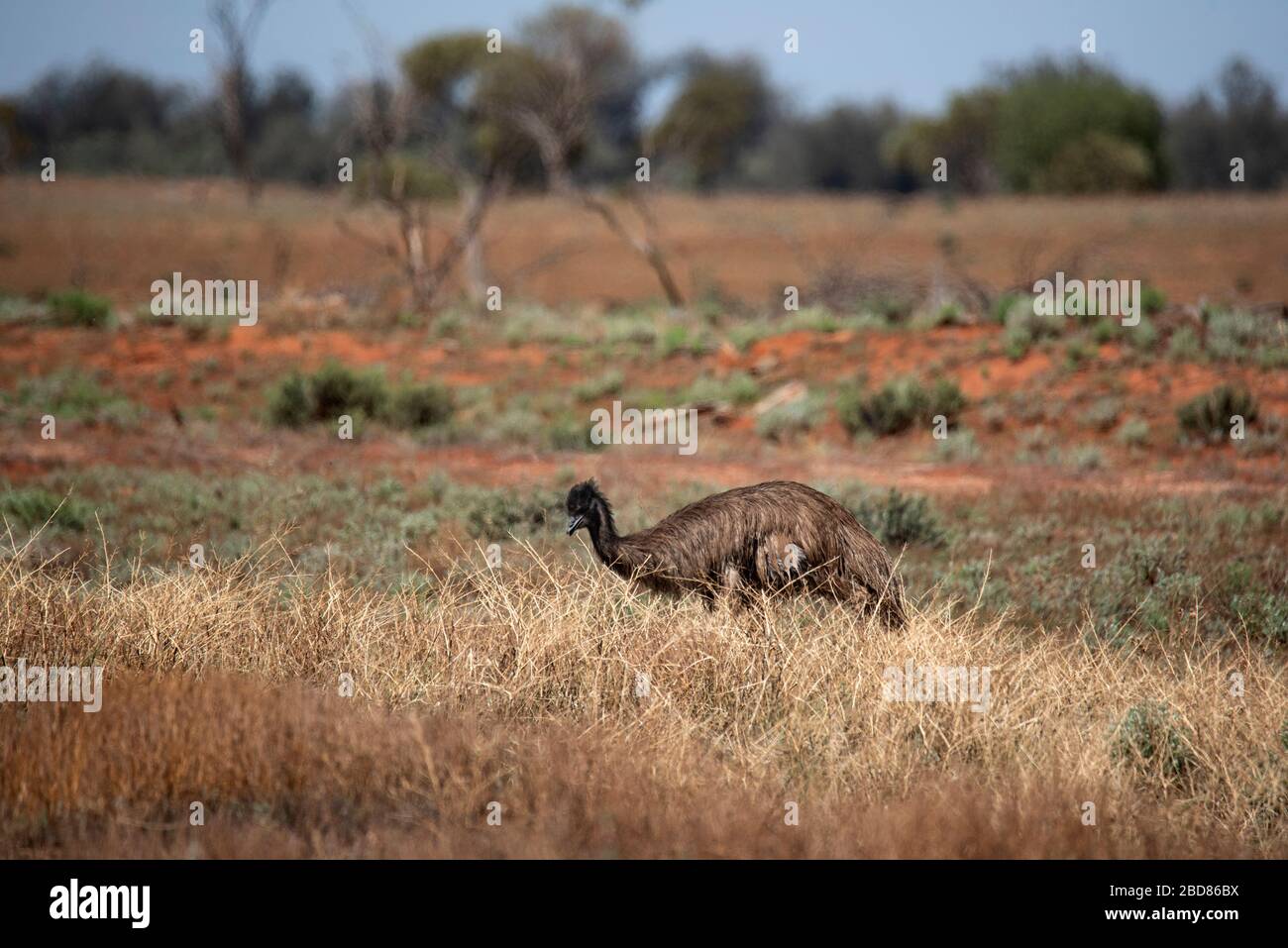 Emu im trockenen australischen Grasland Stockfoto