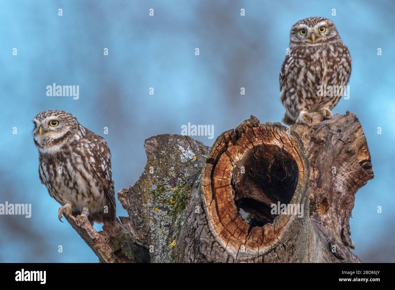 Kleine Eule (Athene noctua), zwei kleine Eulen auf Totholz, Deutschland, Bayern Stockfoto