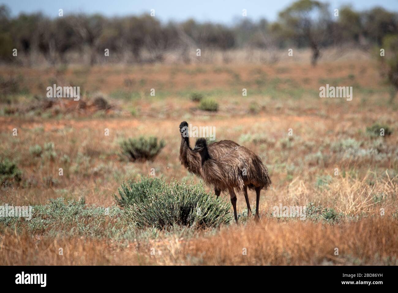 Emu Paar entdeckt in der Nähe Hay, Outback NSW, Australien Stockfoto