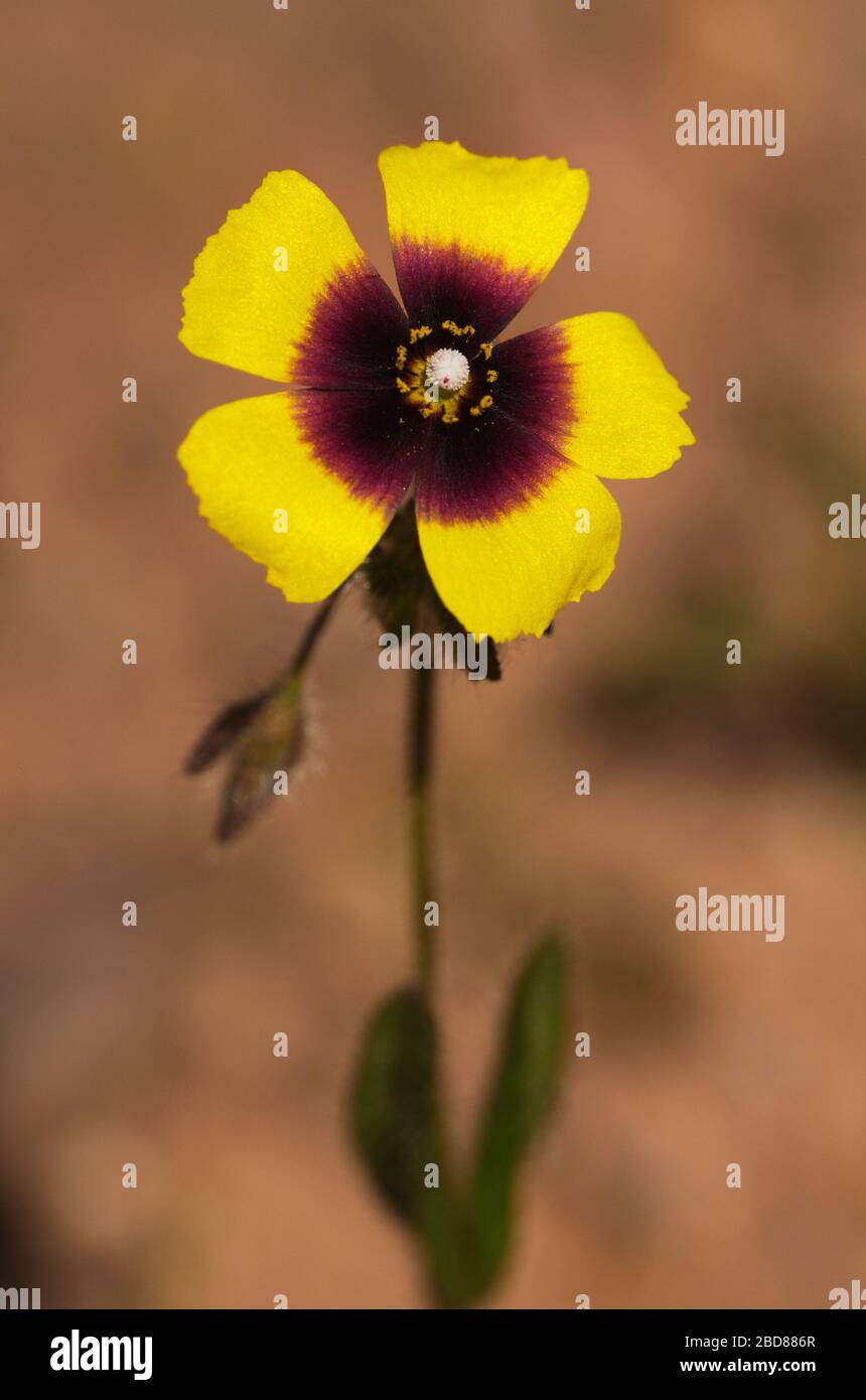 Wild Spotted Rock-Rose Flower (Tuberaria guttata) auch bekannt als Annual Rock-Rose. Dicke dunkelrote Markierung in der Mitte der Kronblätter. Brauner roter Schmutz heraus Stockfoto