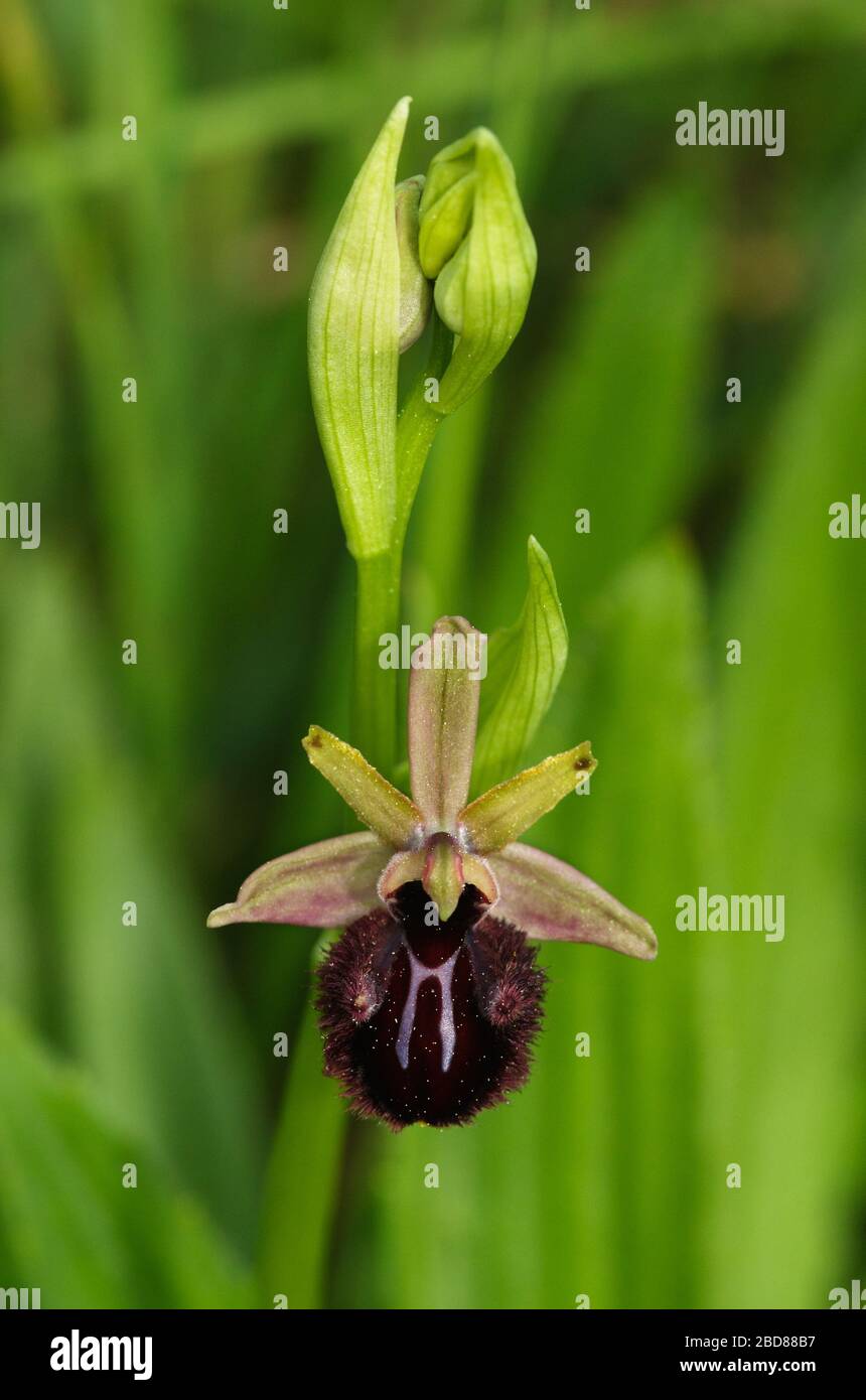 Einzelne Blüte und Knospen des wilden frühen Spinnenorchids (Ophrys sphegodes subspecies Atrata alias Ophrys incubacea) über einem unscharf grünen Hintergrund. Ar Stockfoto