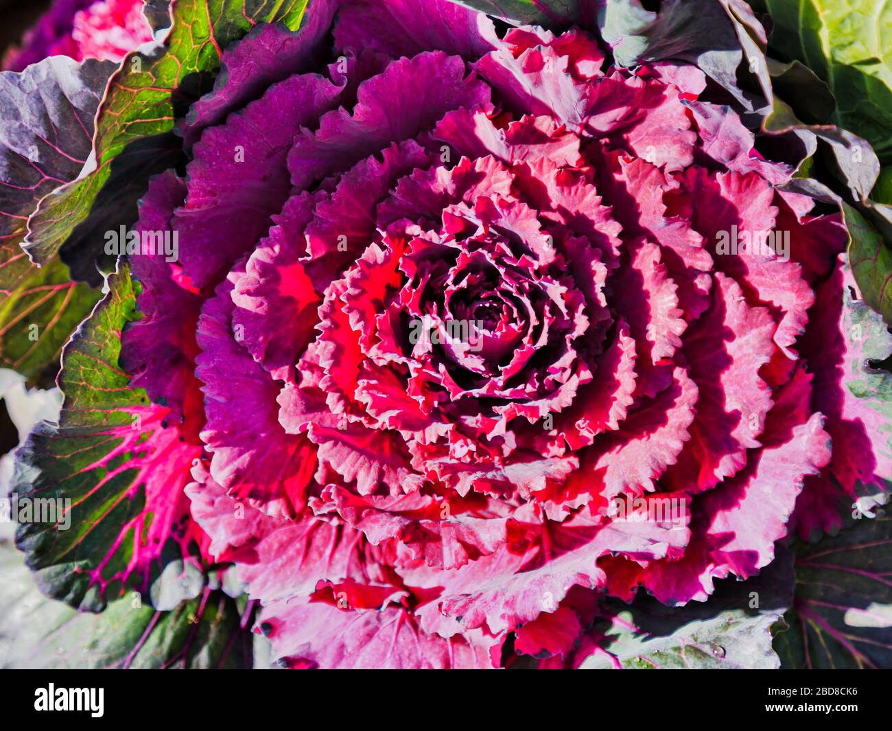 Blume aus Rotmagentakohl in Japan - Makro Draufsicht. Stockfoto