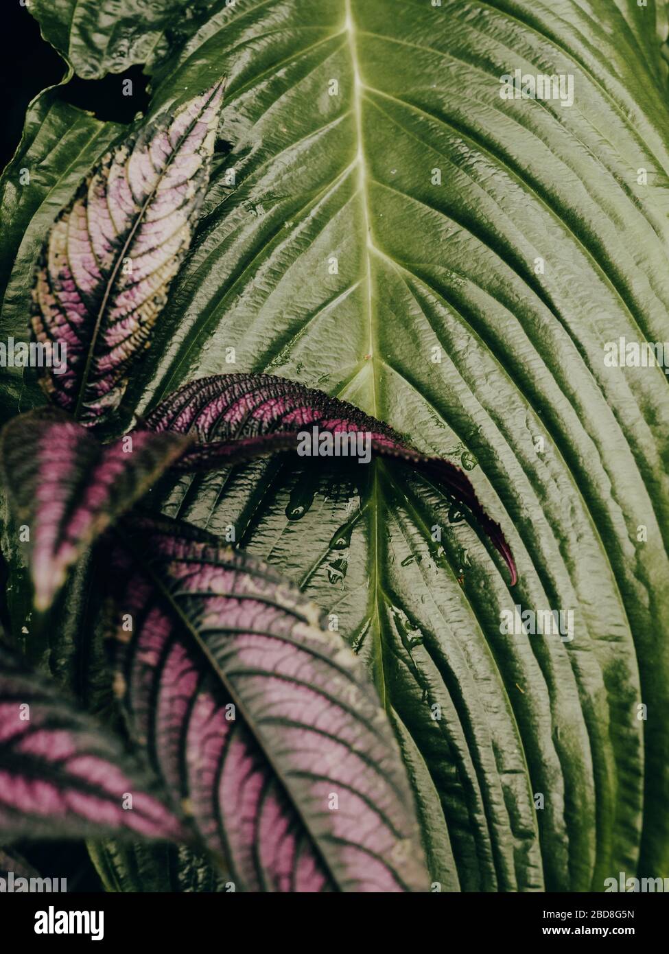 Nahaufnahme von grünen und violetten Blättern Stockfoto