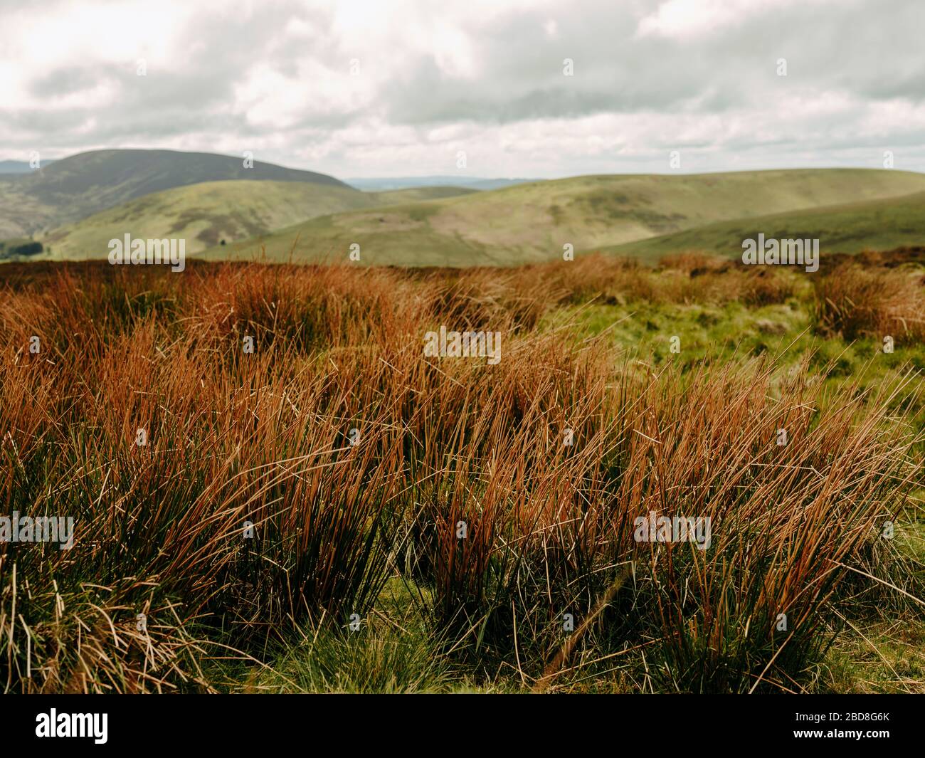 Gras inmitten von sanften Hügeln in schottischer Landschaft Stockfoto