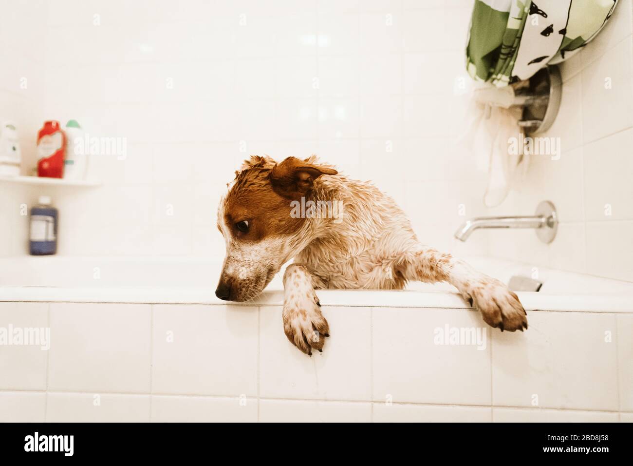Schmutzige und nasse Welpen versuchen während der Badezeit aus der Badewanne zu klettern Stockfoto