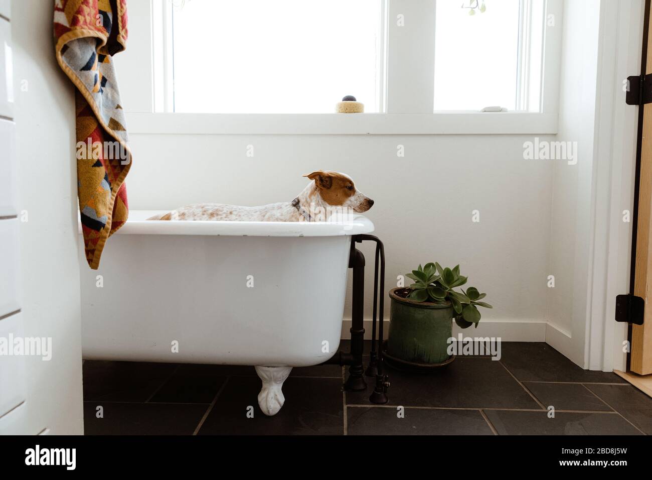Seitenansicht des traurigen Welpen, der vor der Badezeit im weißen Badezimmer steht Stockfoto