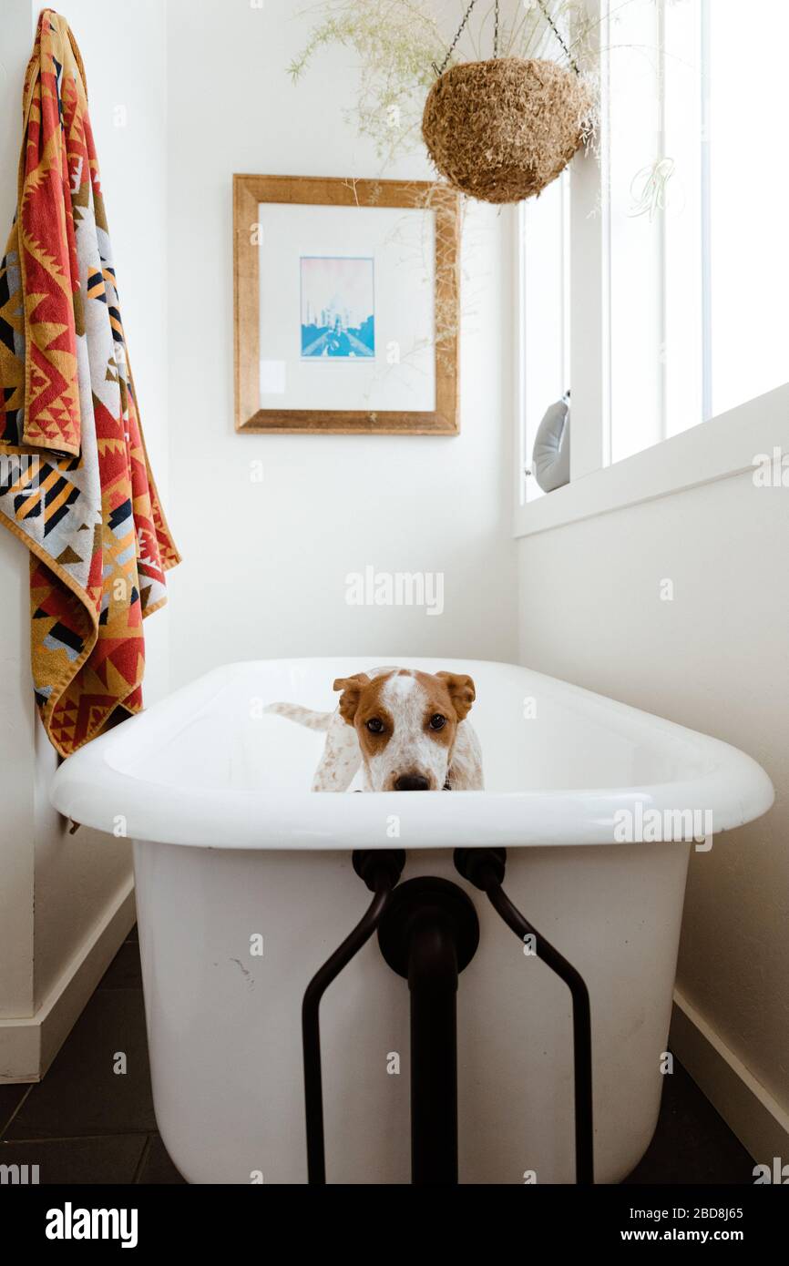 Welpen blickt über eine Klaue Fuß Badewanne, Bad Zeit in weißen Badezimmer Stockfoto