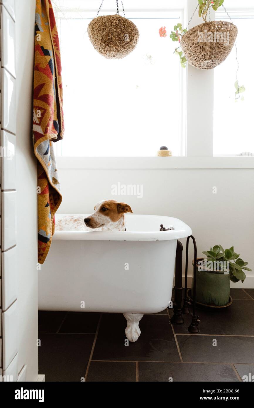 Welpen sieht vor dem Bad Zeit in einem gut gestalteten weißen Badezimmer unwohl Stockfoto